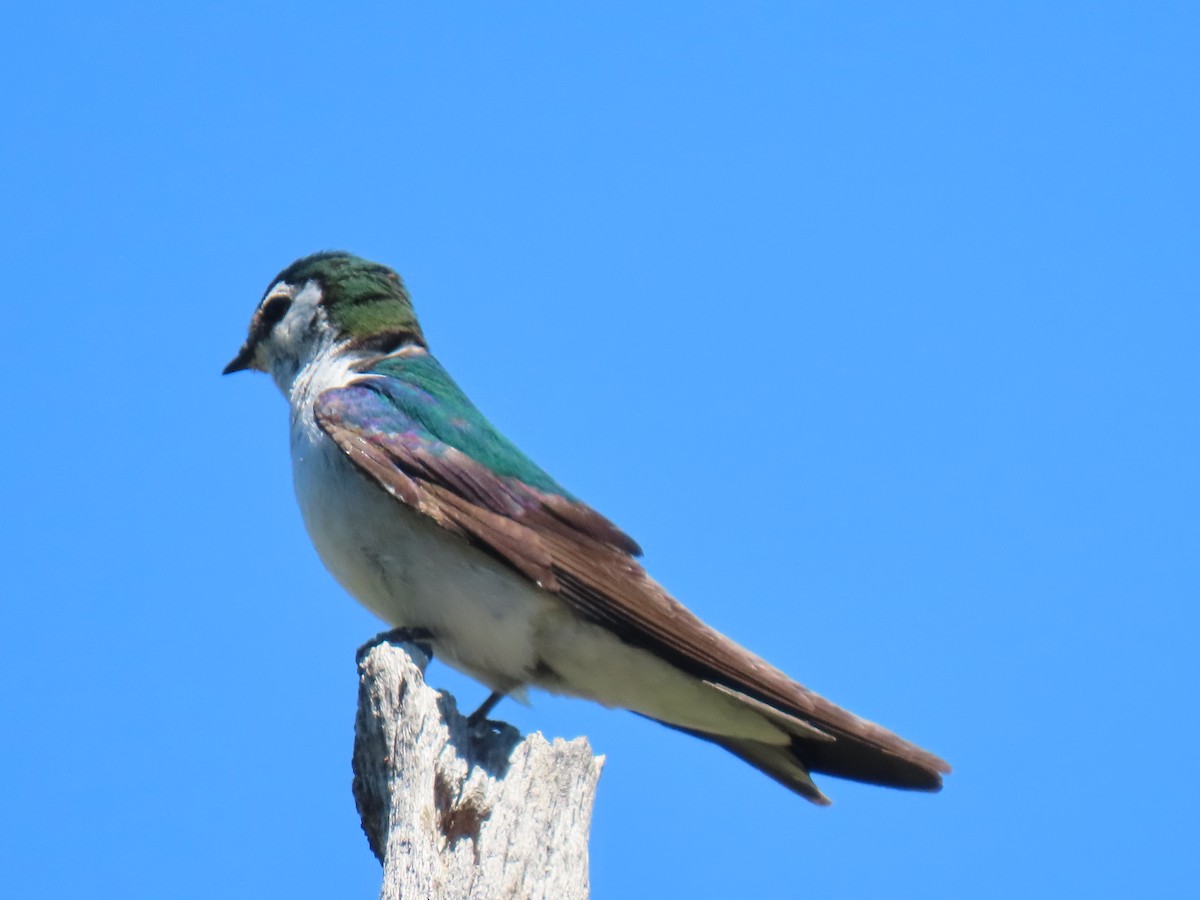 Violet-green Swallow - ML620878445