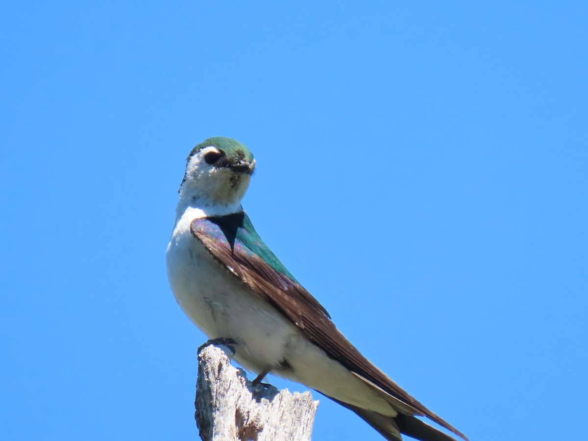 Hirondelle à face blanche - ML620878446