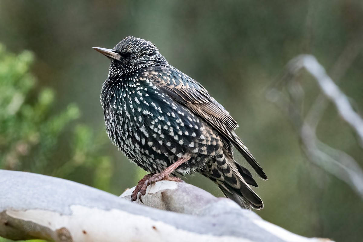 European Starling - ML620878447