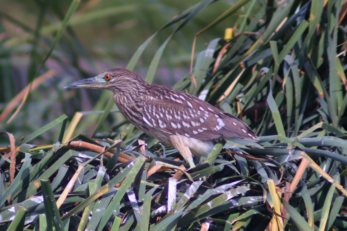 Black-crowned Night Heron - ML620878448