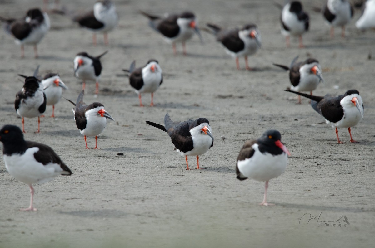 Black Skimmer - ML620878450