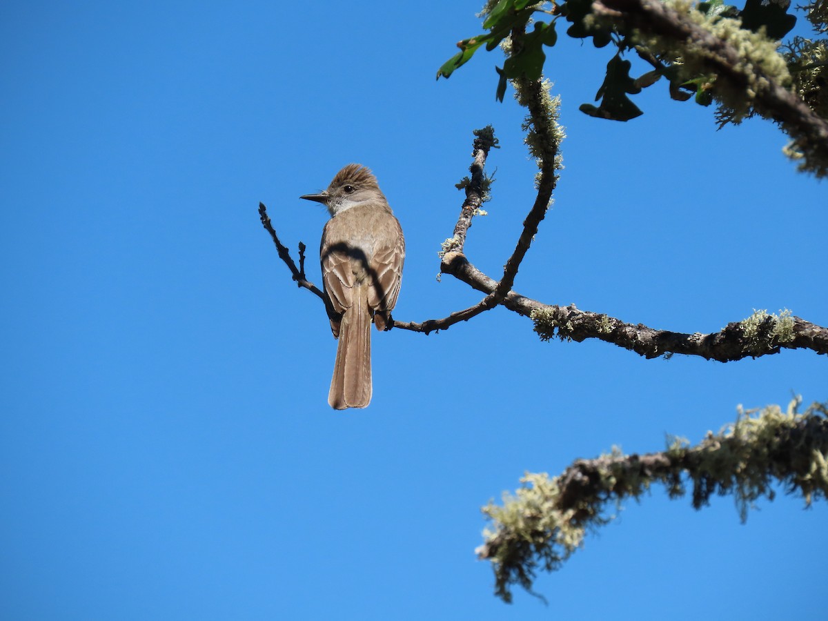 Ash-throated Flycatcher - ML620878451