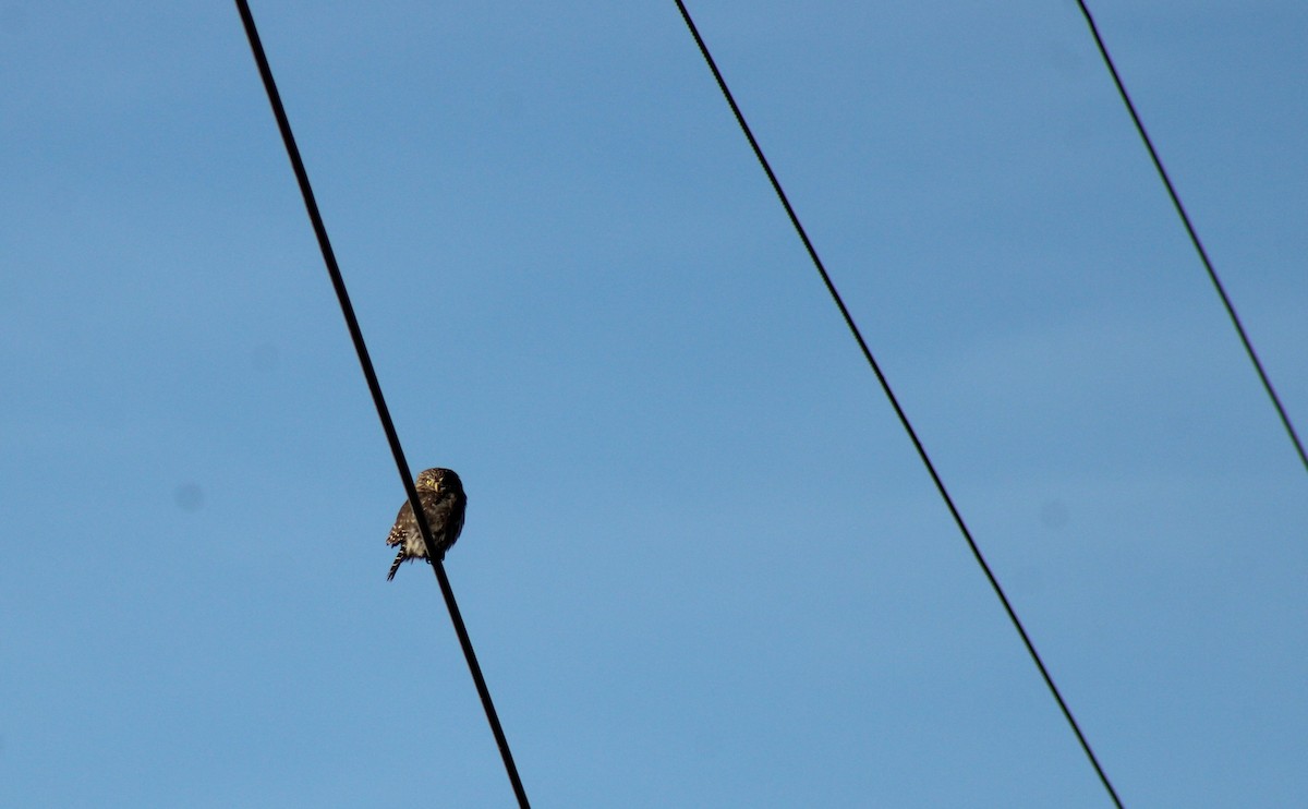 Peruvian Pygmy-Owl - Allen George