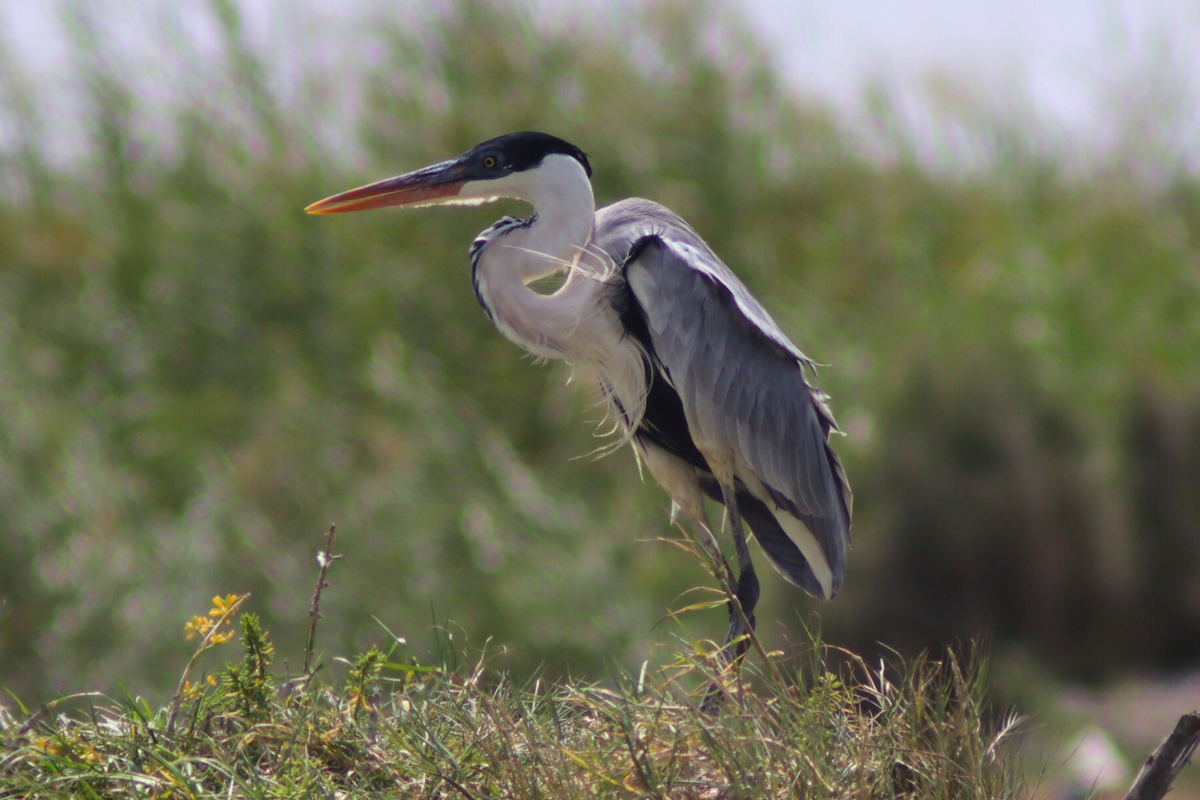 Cocoi Heron - ML620878454