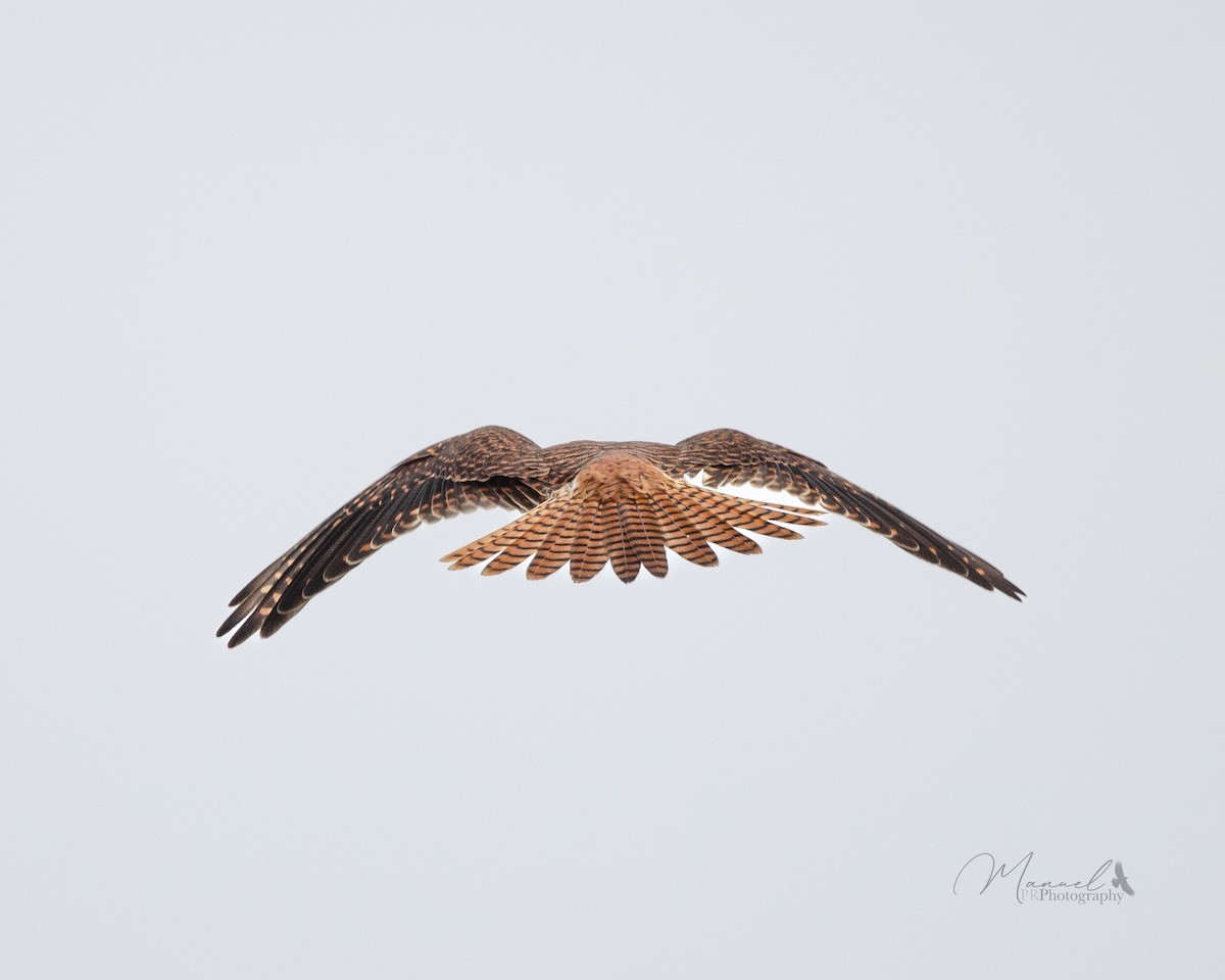 American Kestrel - ML620878456