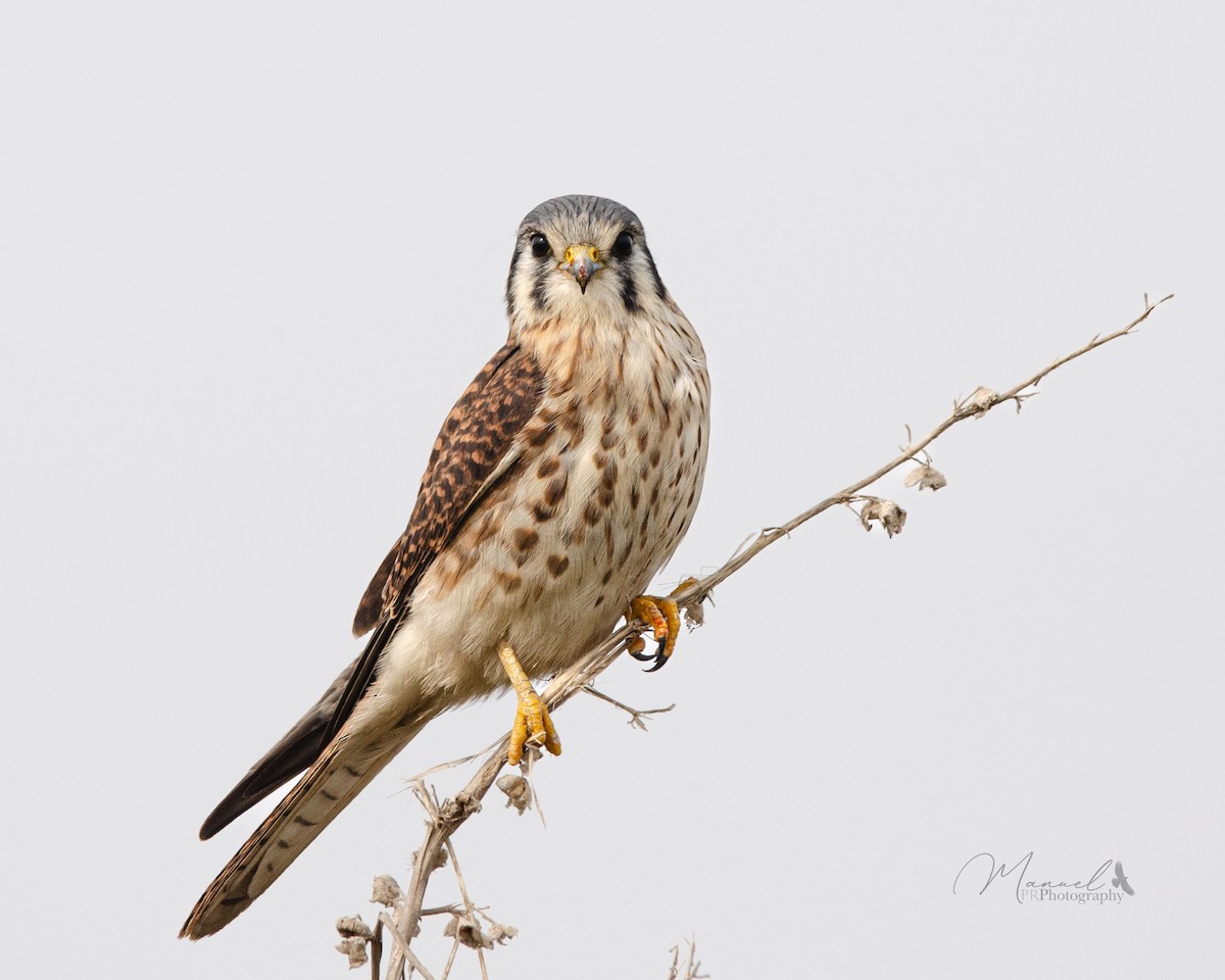 American Kestrel - ML620878457