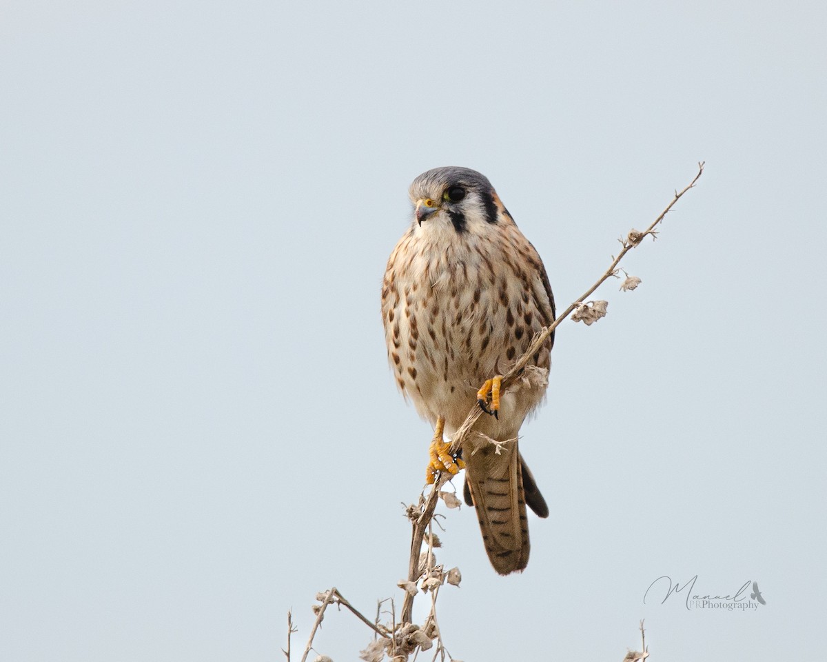 American Kestrel - ML620878458