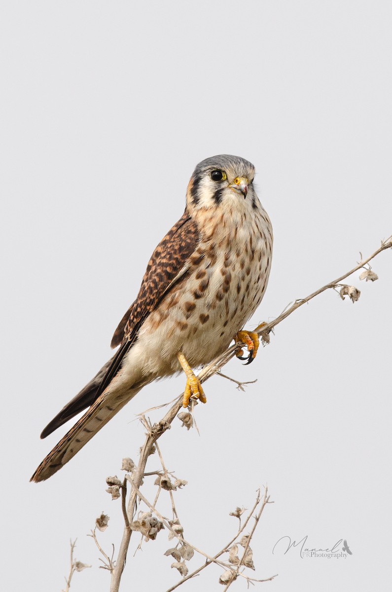 American Kestrel - ML620878460