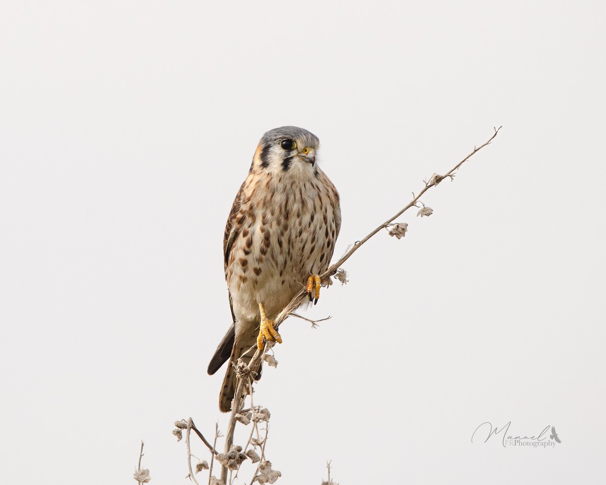 American Kestrel - ML620878461