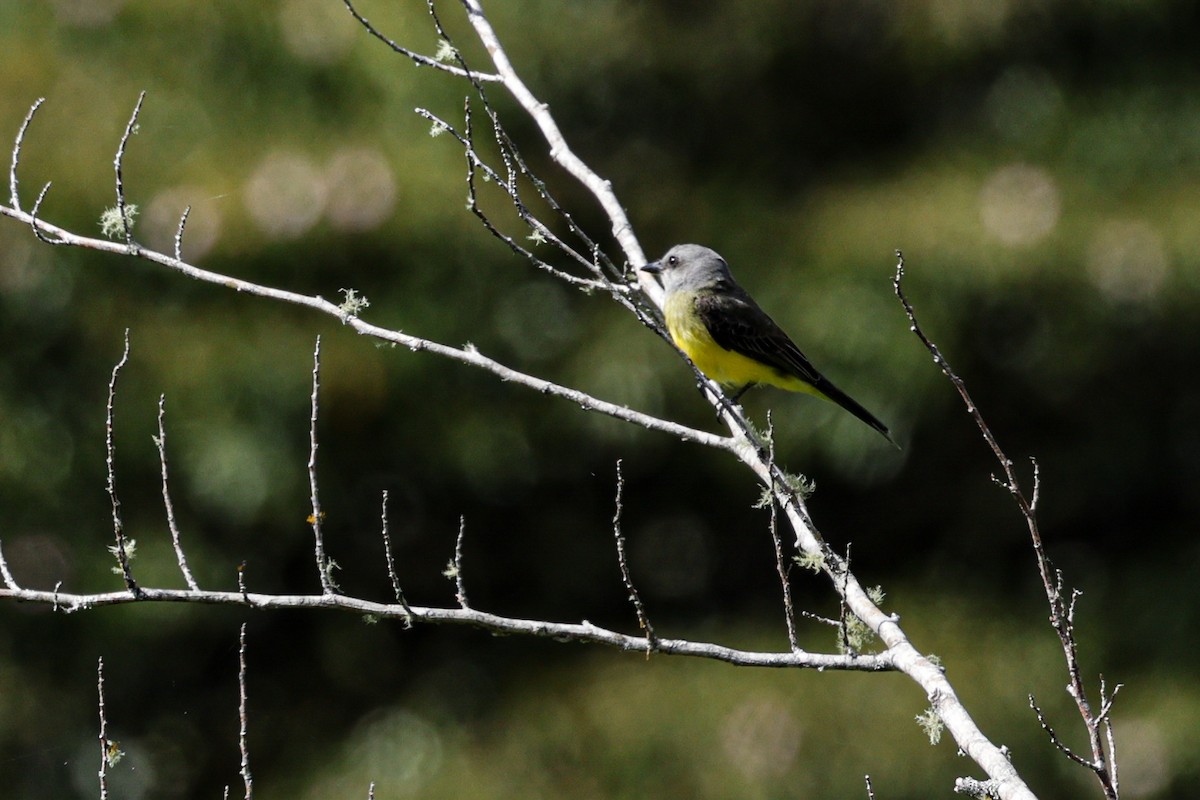 Tropical Kingbird - ML620878464