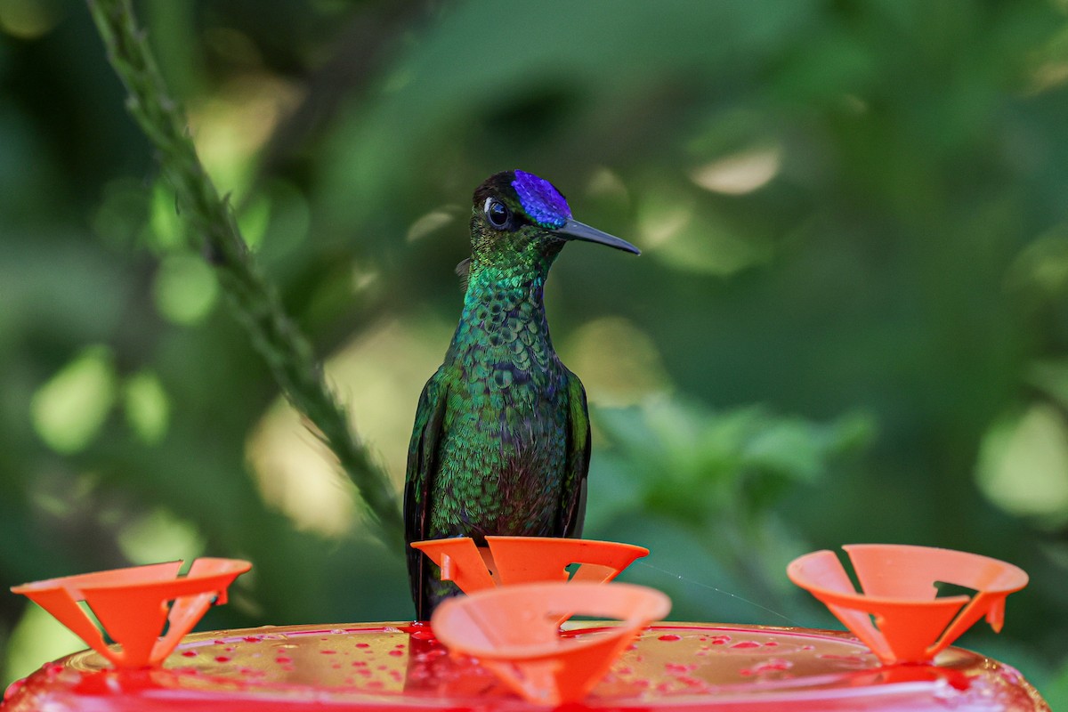 Violet-fronted Brilliant - ML620878477