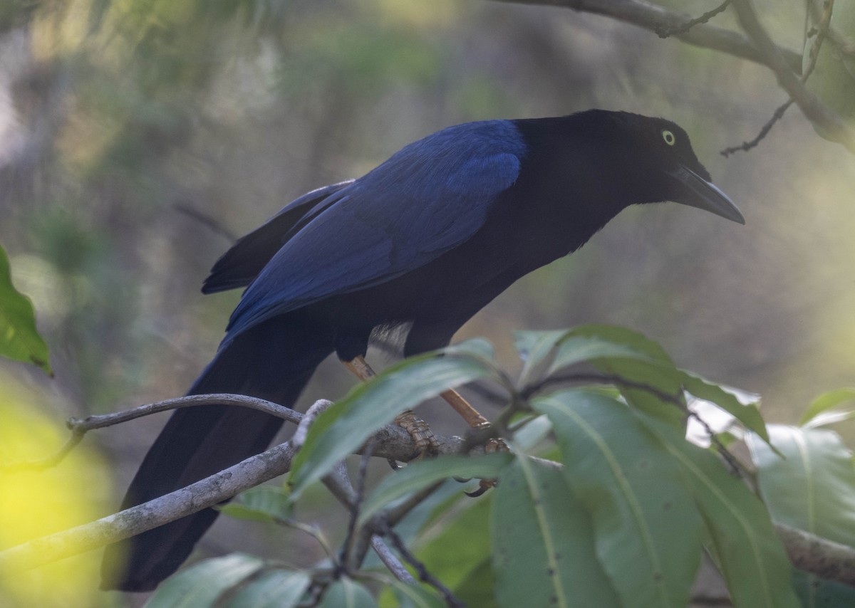 Purplish-backed Jay - ML620878480