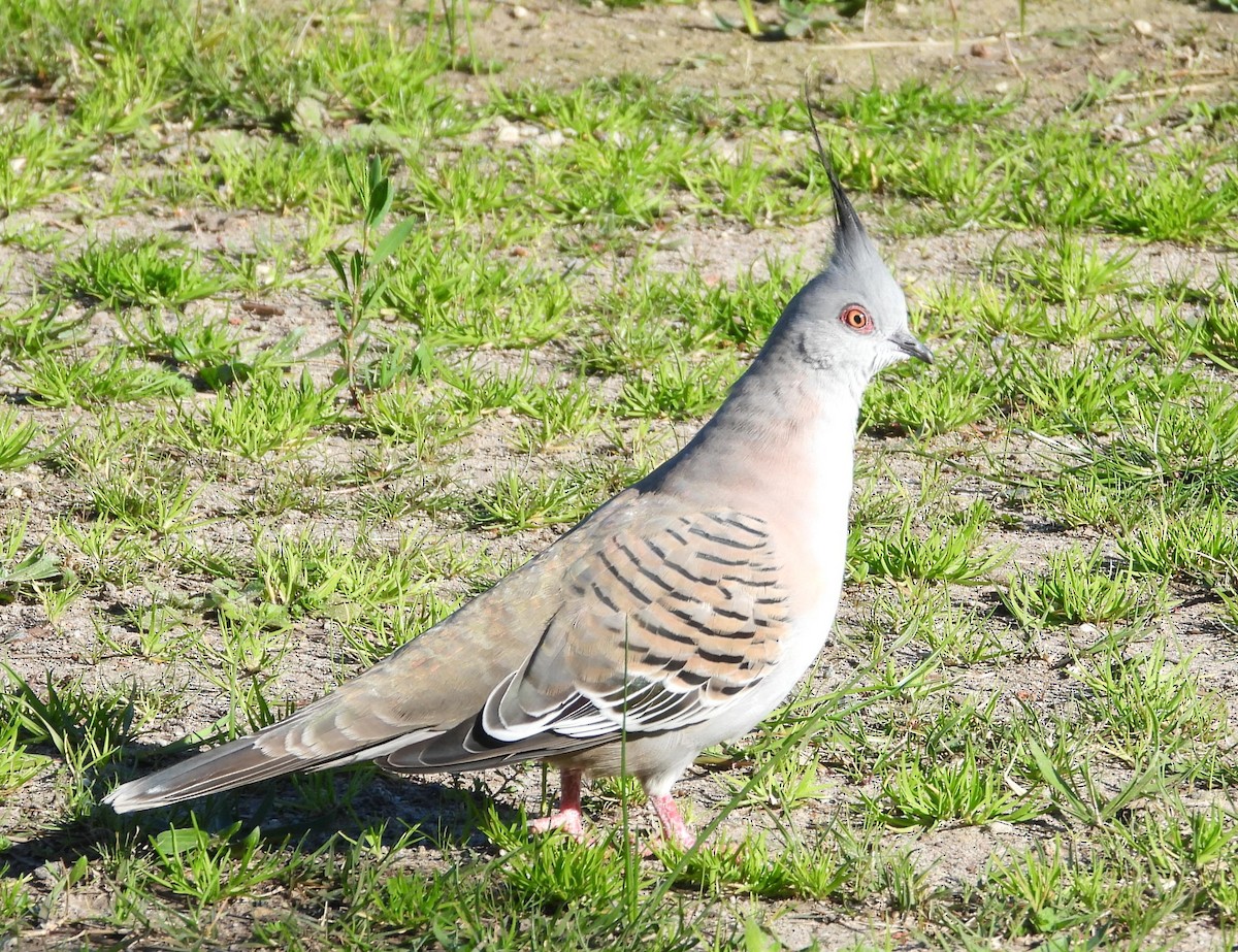 Crested Pigeon - ML620878481