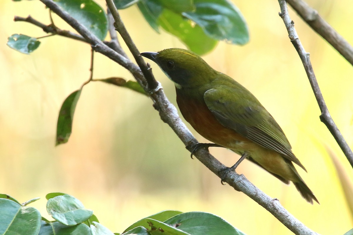 Yellow-crowned Manakin - ML620878483