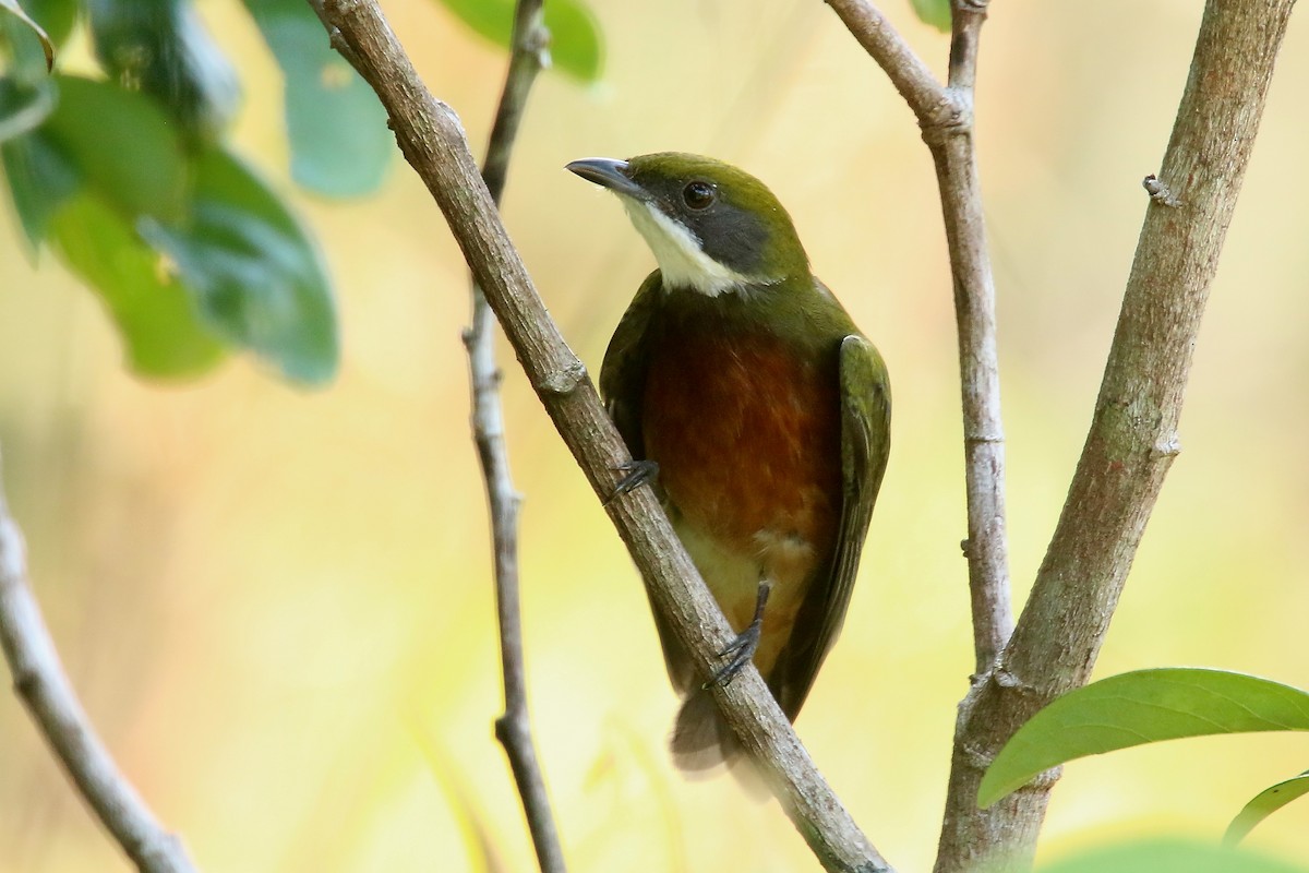 Yellow-crowned Manakin - Luis Carlos García Mejía