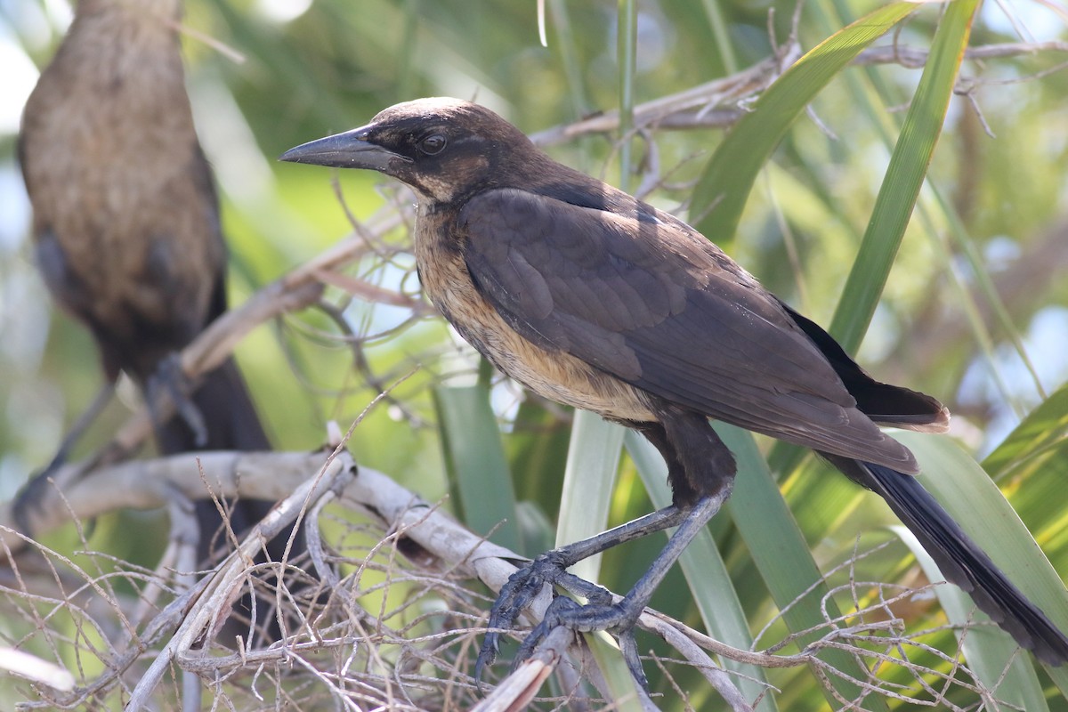 Boat-tailed Grackle - ML620878489