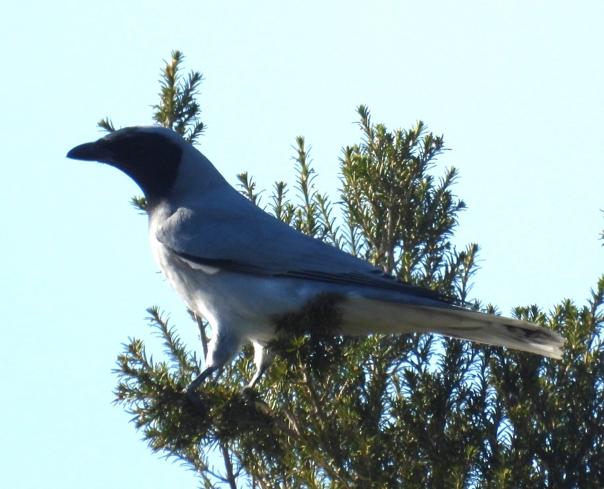 Black-faced Cuckooshrike - ML620878492