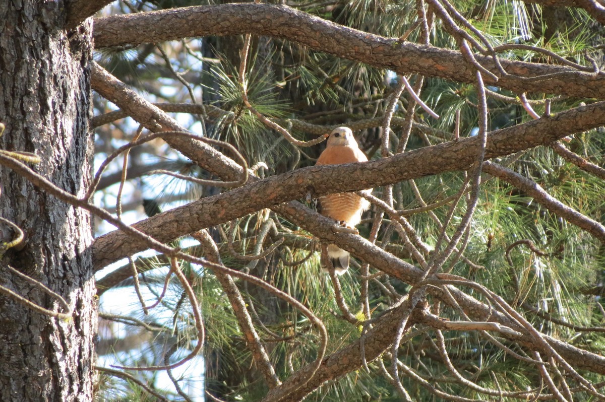 Red-shouldered Hawk - ML620878493