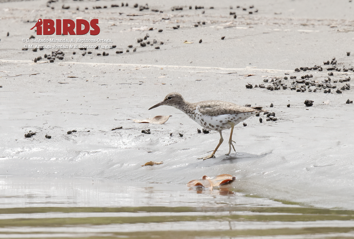 Spotted Sandpiper - ML620878496