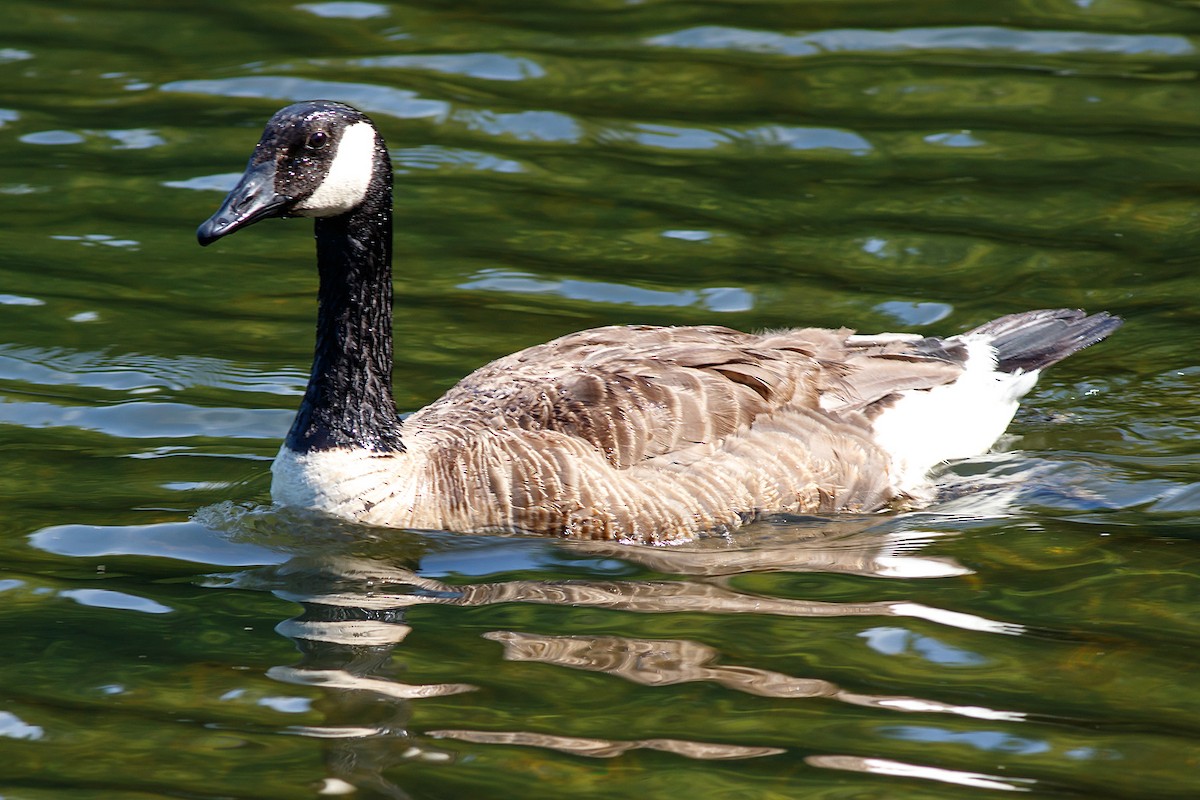 Canada Goose - ML620878499