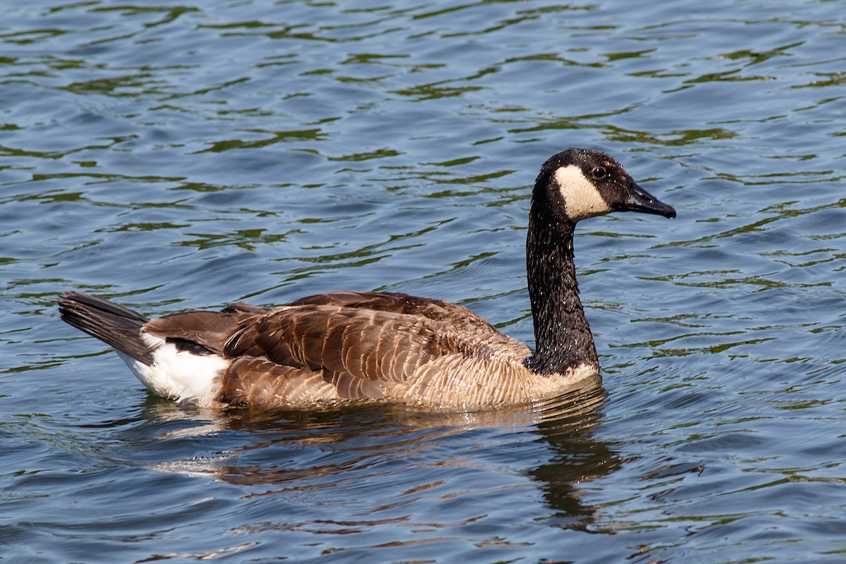 Canada Goose - ML620878500