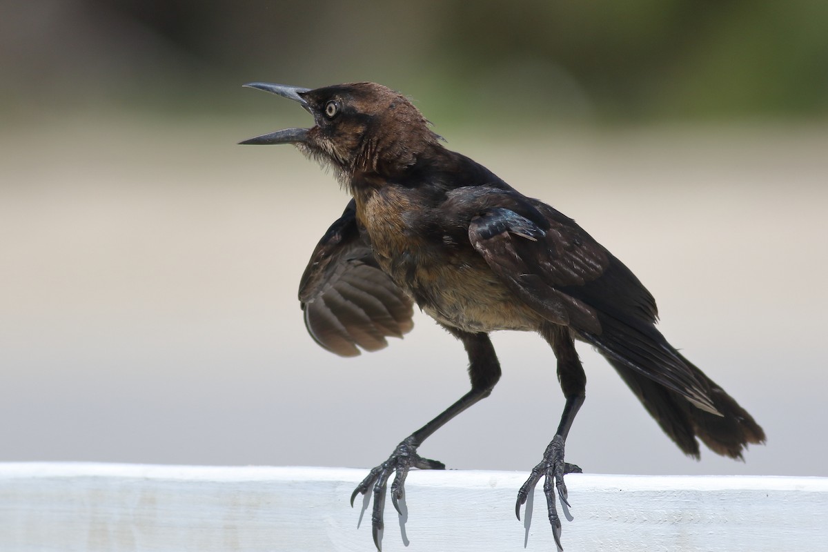 Boat-tailed Grackle - ML620878508