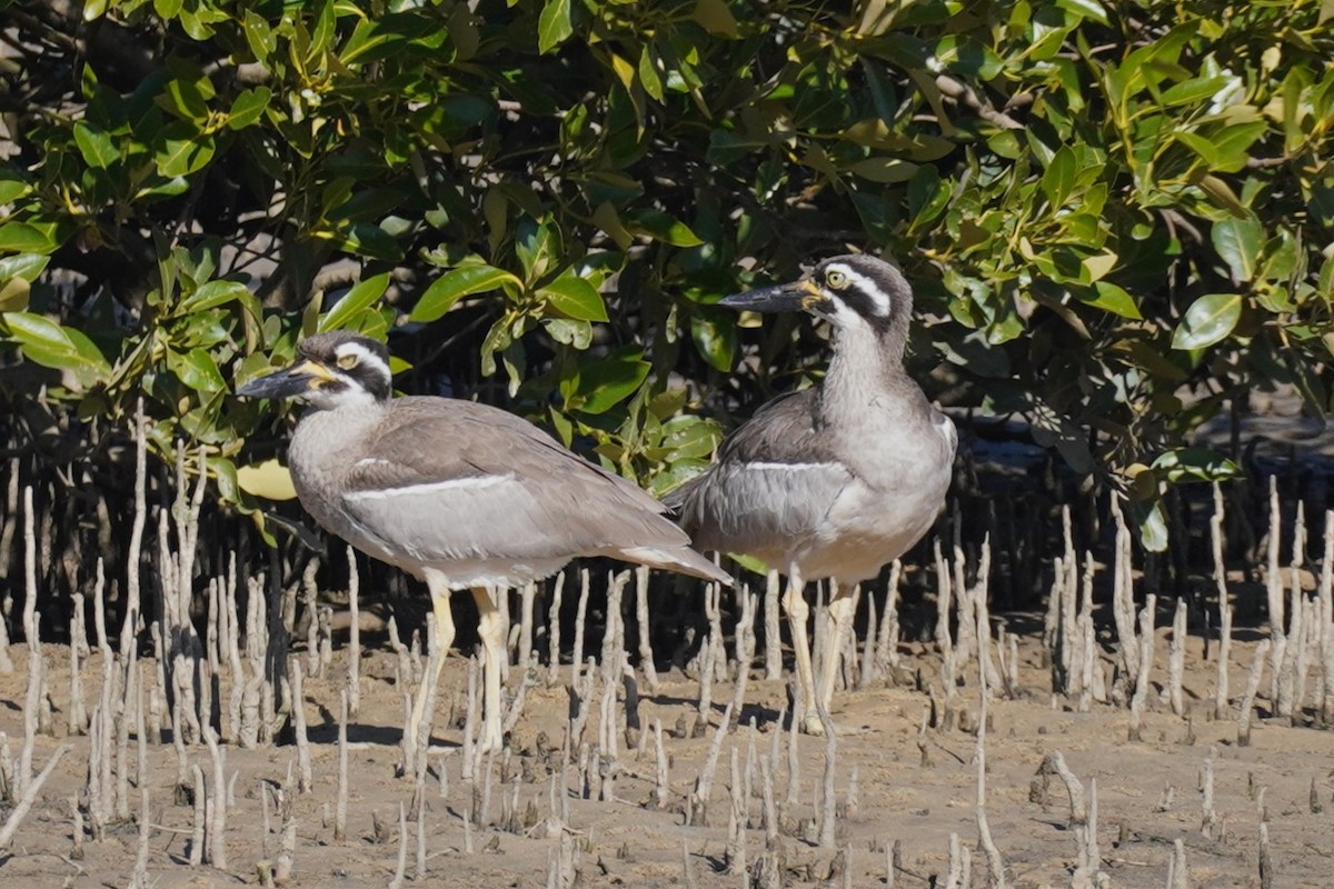 Beach Thick-knee - ML620878517