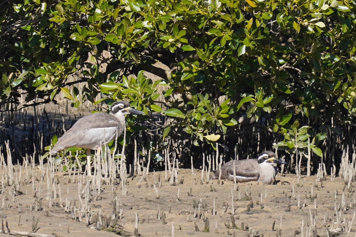 Beach Thick-knee - ML620878518