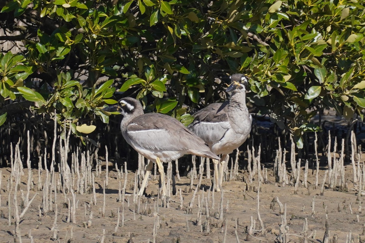 Beach Thick-knee - ML620878519