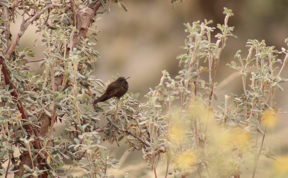 Black Metaltail - ML620878526