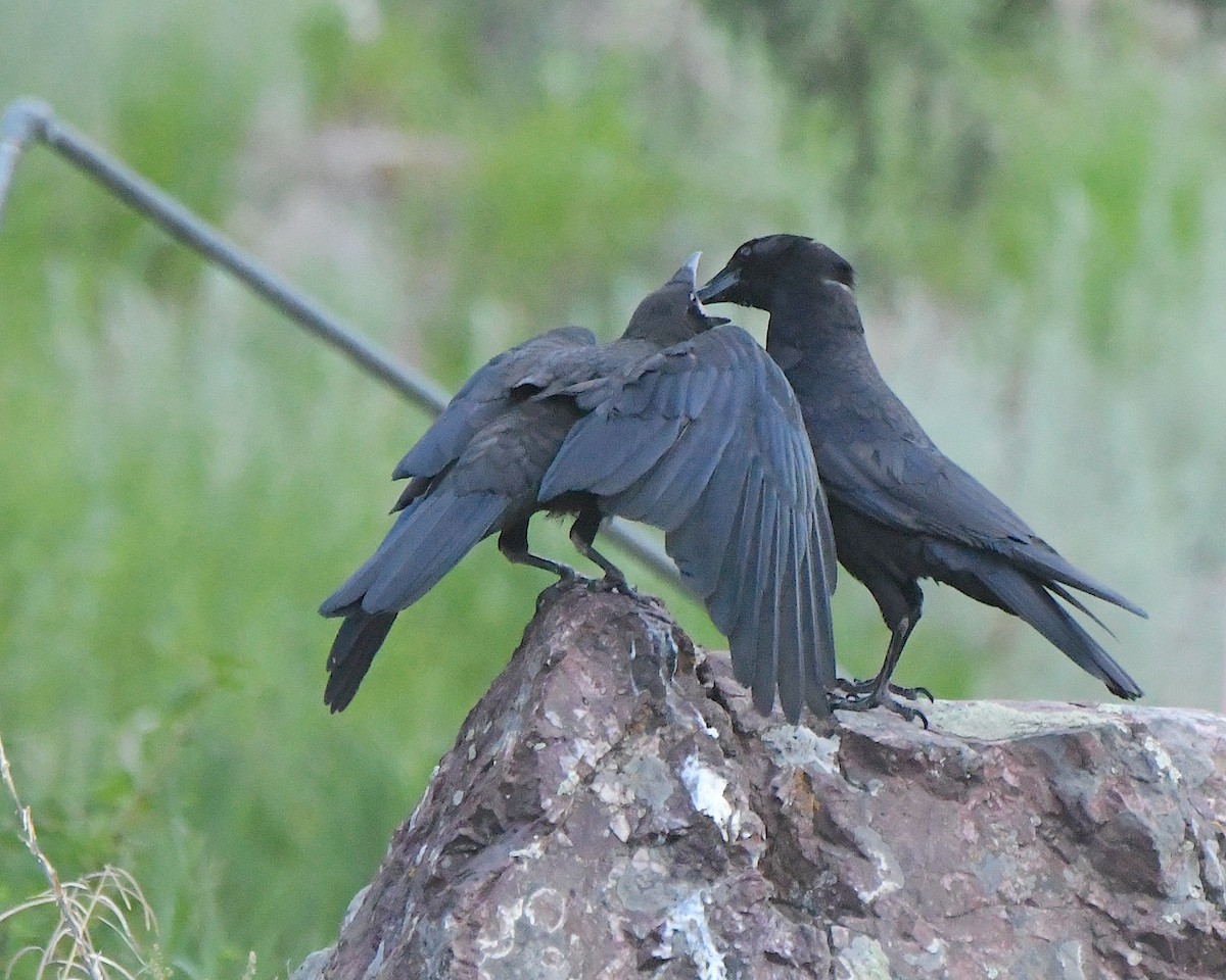 American Crow - ML620878539