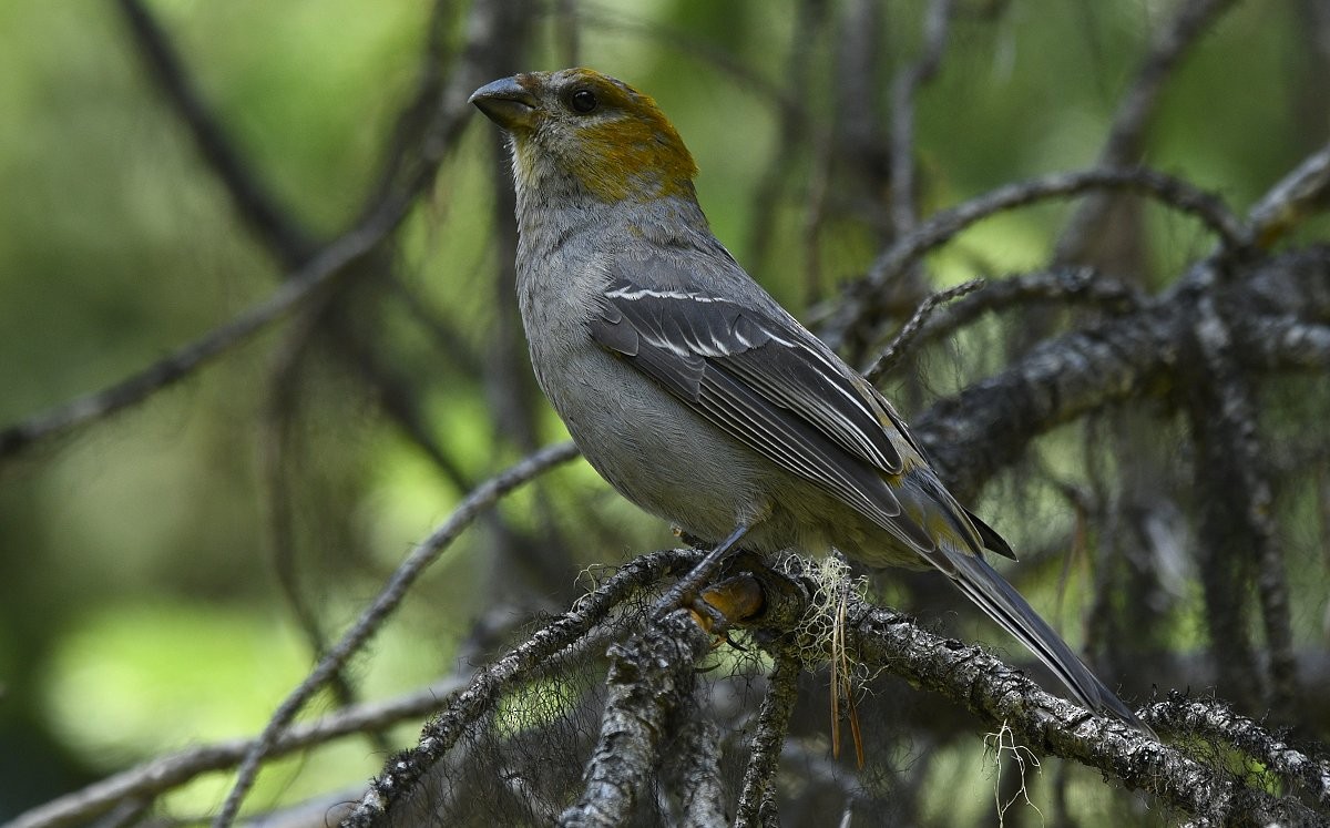 Pine Grosbeak - ML620878540