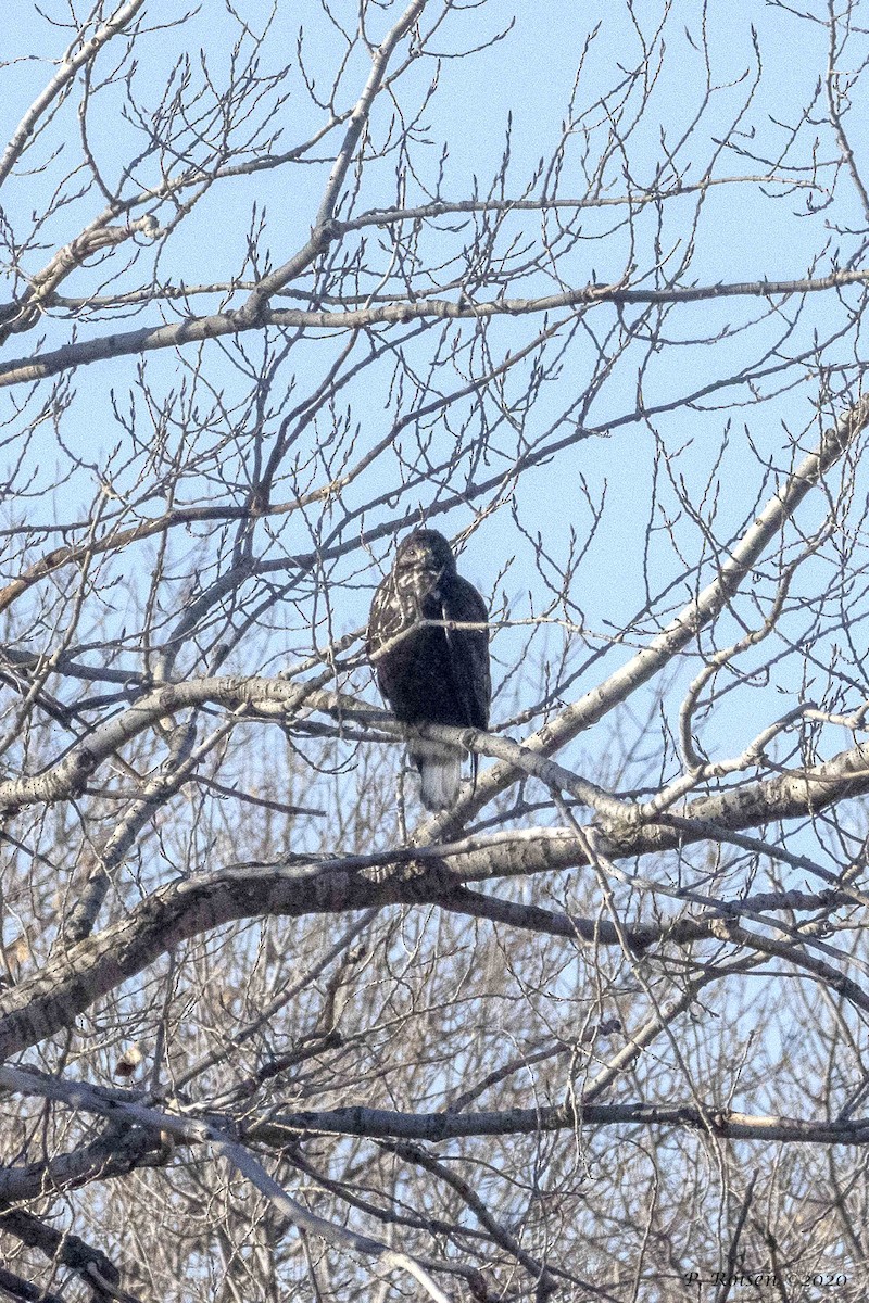 Red-tailed Hawk (Harlan's) - ML620878541