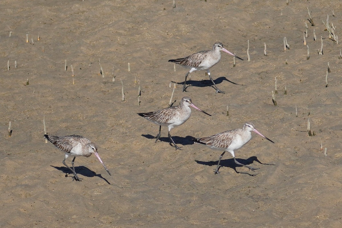 Bar-tailed Godwit - ML620878543