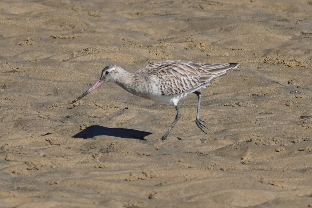 Bar-tailed Godwit - ML620878544