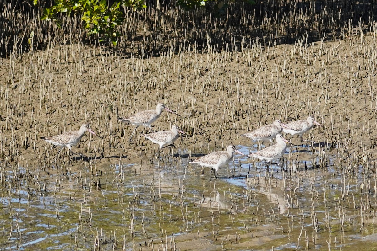 Bar-tailed Godwit - ML620878545