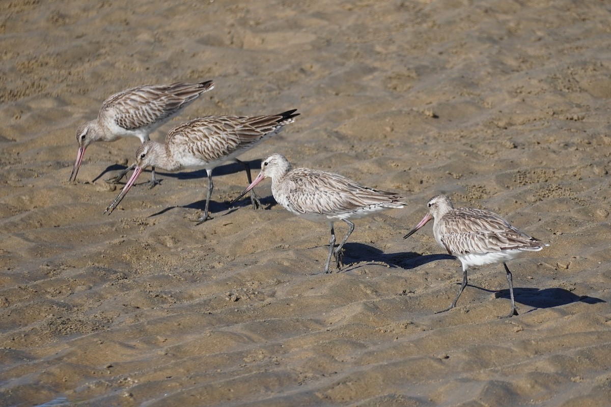 Bar-tailed Godwit - ML620878546