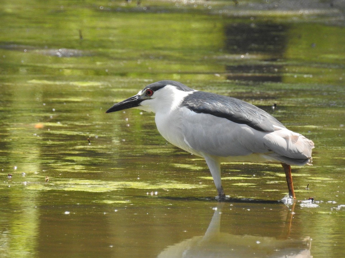 Black-crowned Night Heron - ML620878550