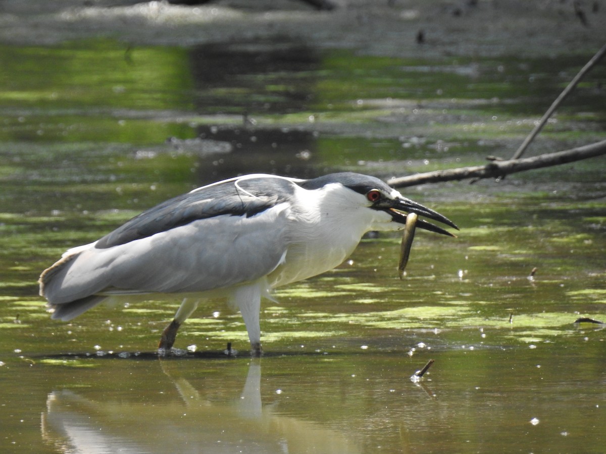 Black-crowned Night Heron - ML620878551