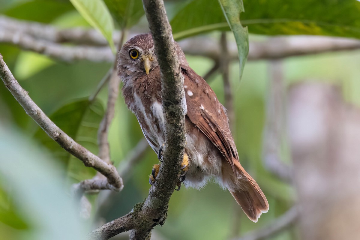 Ferruginous Pygmy-Owl - ML620878557