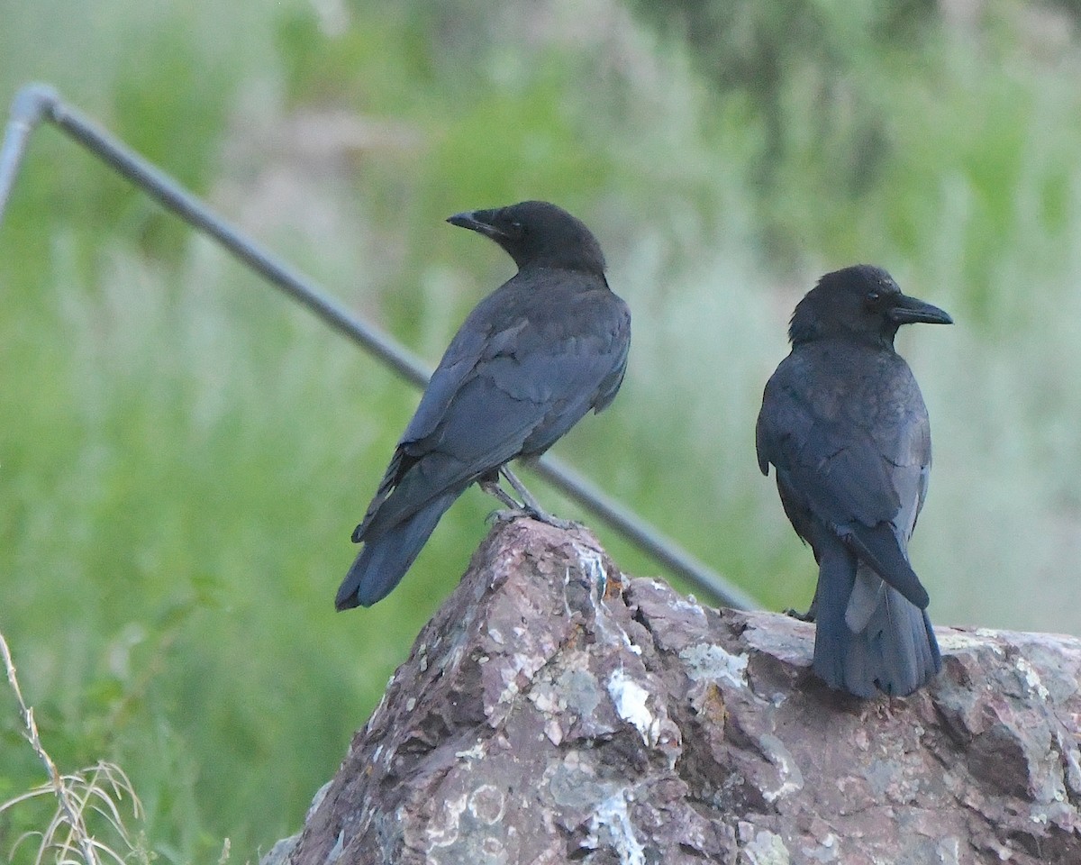 American Crow - ML620878560