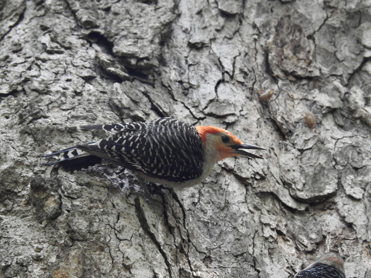 Red-bellied Woodpecker - ML620878561