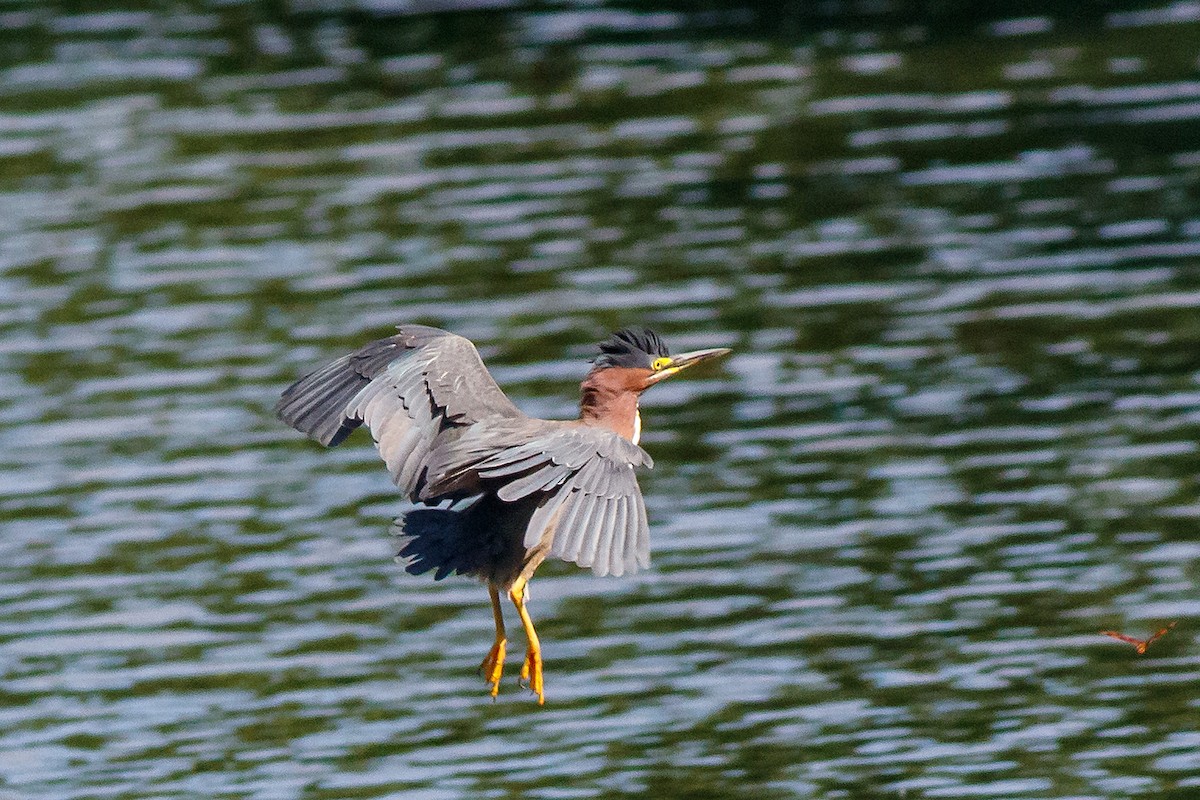 Green Heron - ML620878562