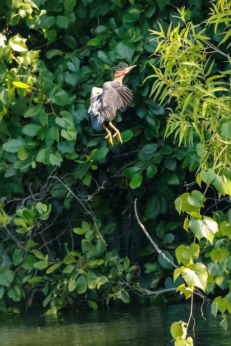 Green Heron - ML620878563