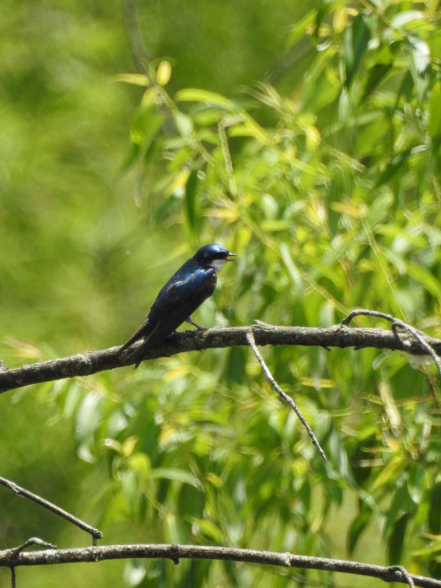 Tree Swallow - ML620878565