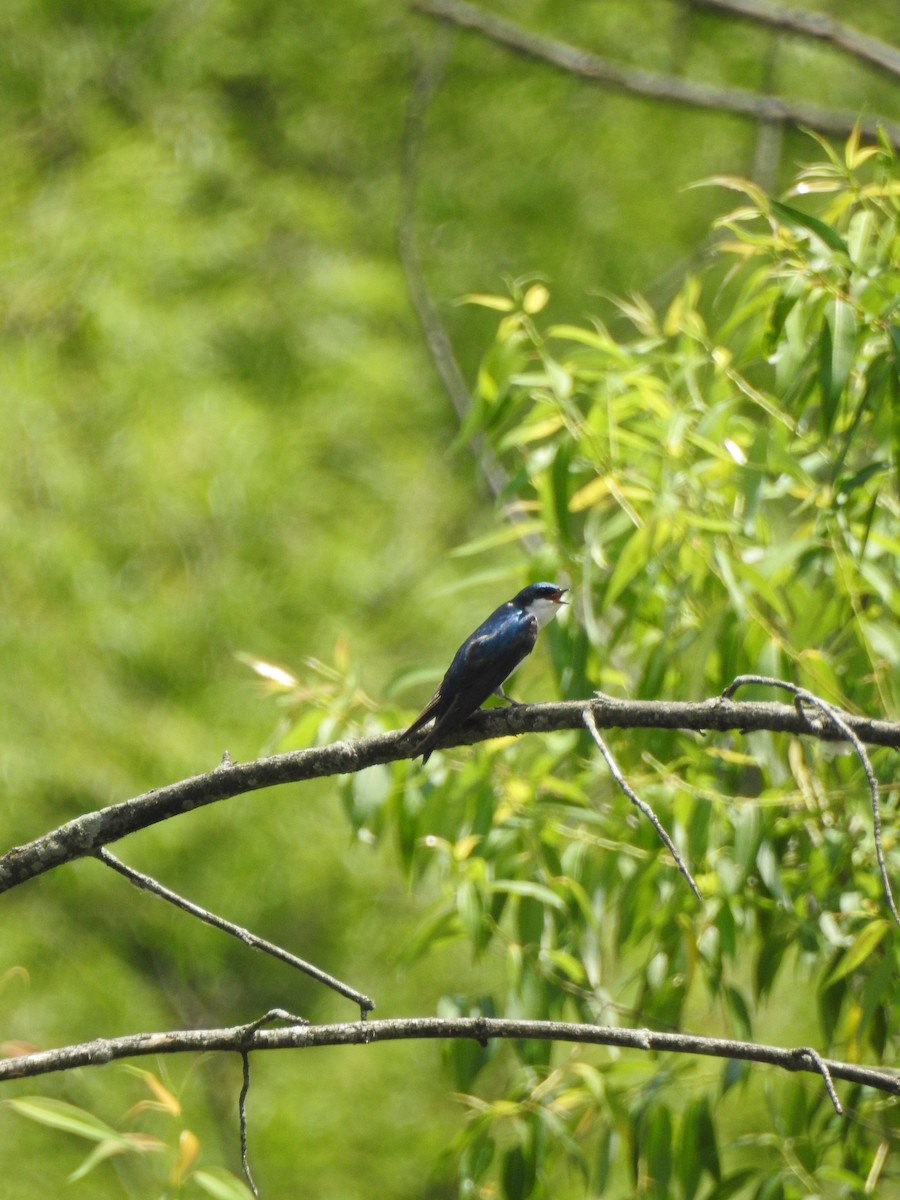 Golondrina Bicolor - ML620878567