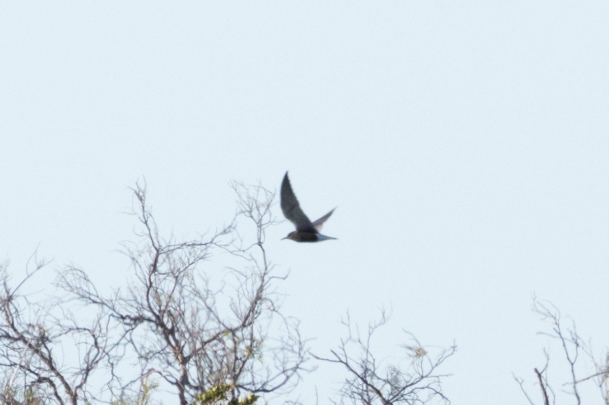 Black Tern - Kalpesh Krishna