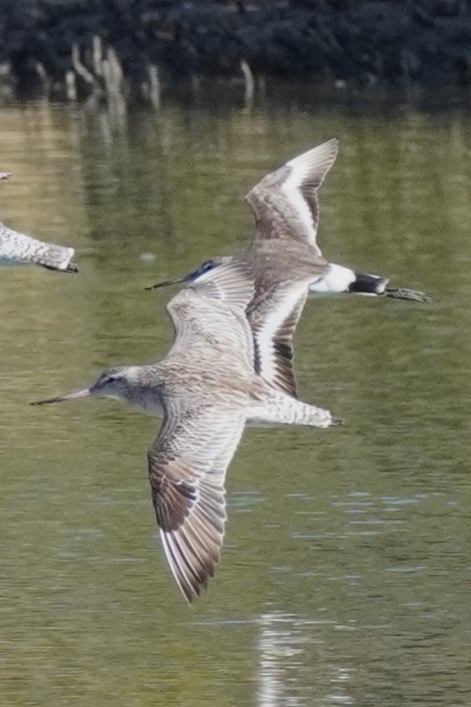 Black-tailed Godwit - ML620878572