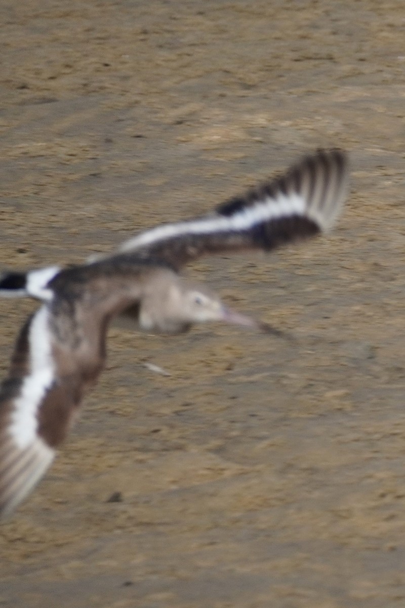 Black-tailed Godwit - ML620878573