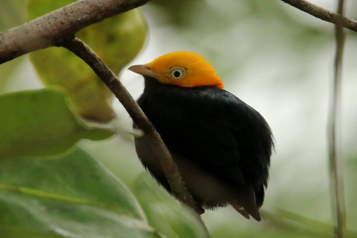 Golden-headed Manakin - Luis Carlos García Mejía